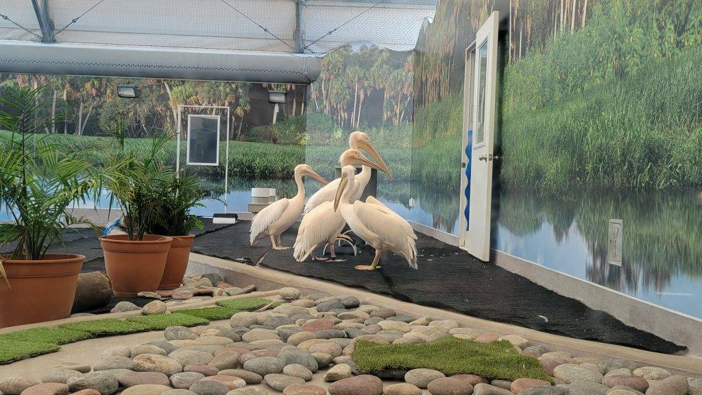 Great white pelicans in a habitat at clearwater marine aquarium