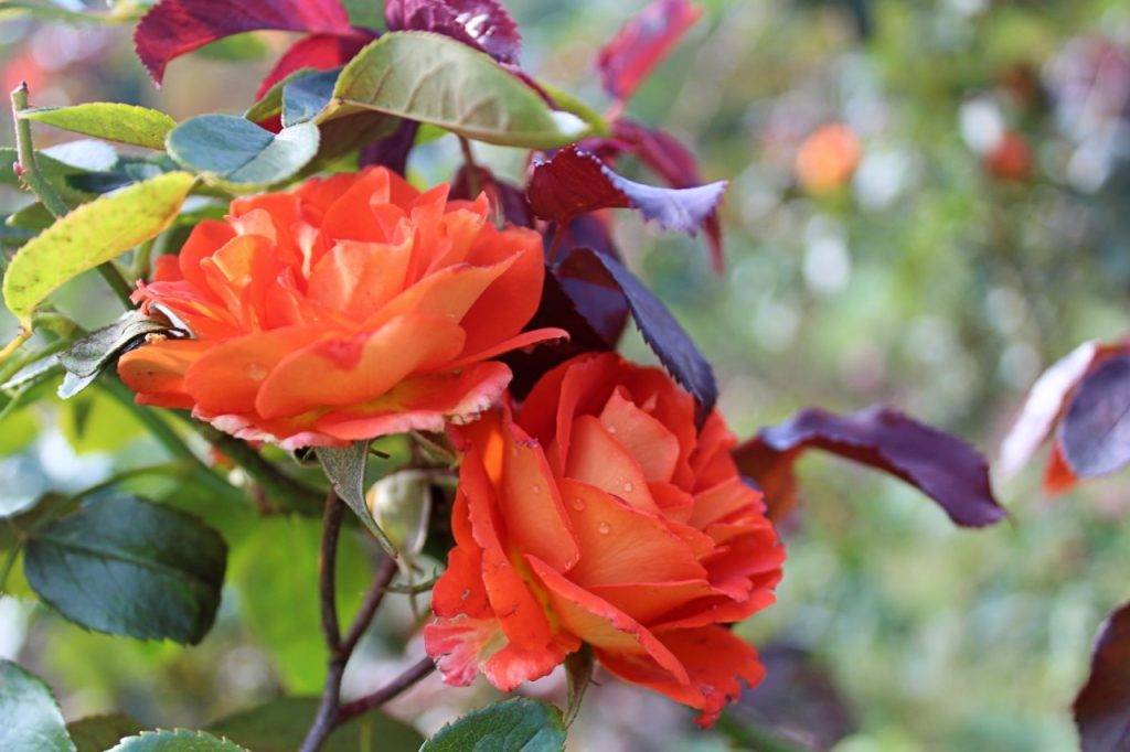 orange roses with greenery and dewdrops