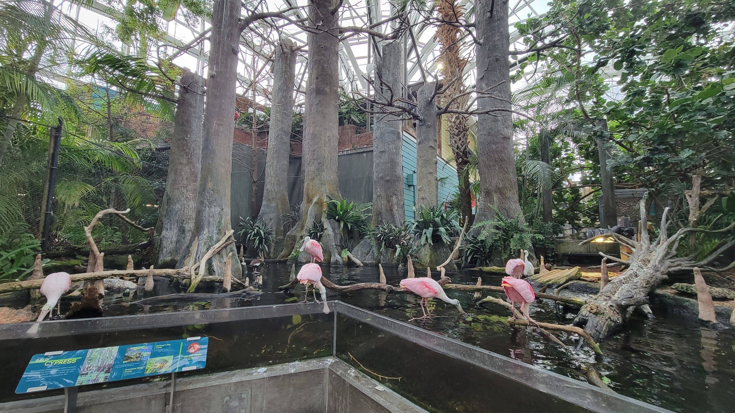 roseate ibises in the wetlands habitat of the florida aquarium