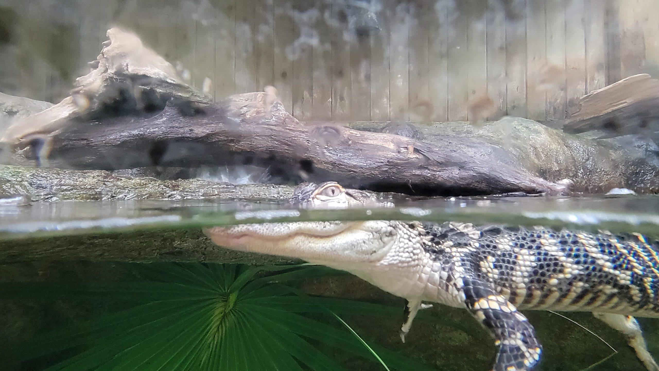baby alligator peeking over the waterline
