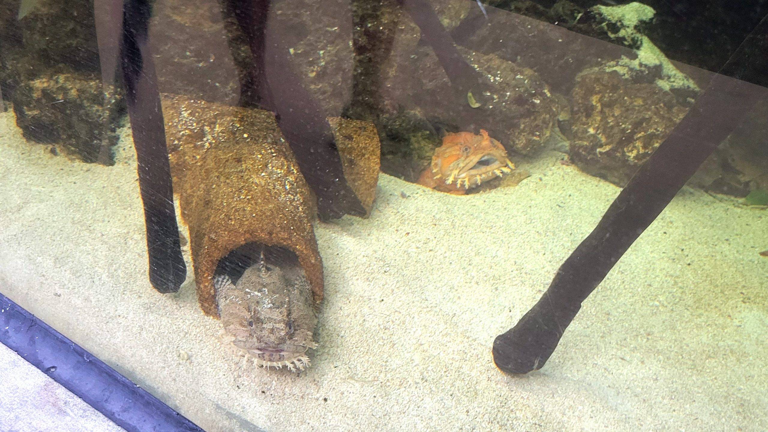 toadfish in an aquarium 