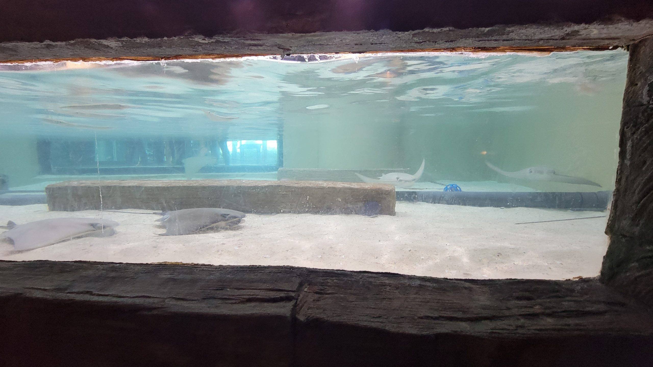 cownose rays in touch pool at the Florida Aquarium