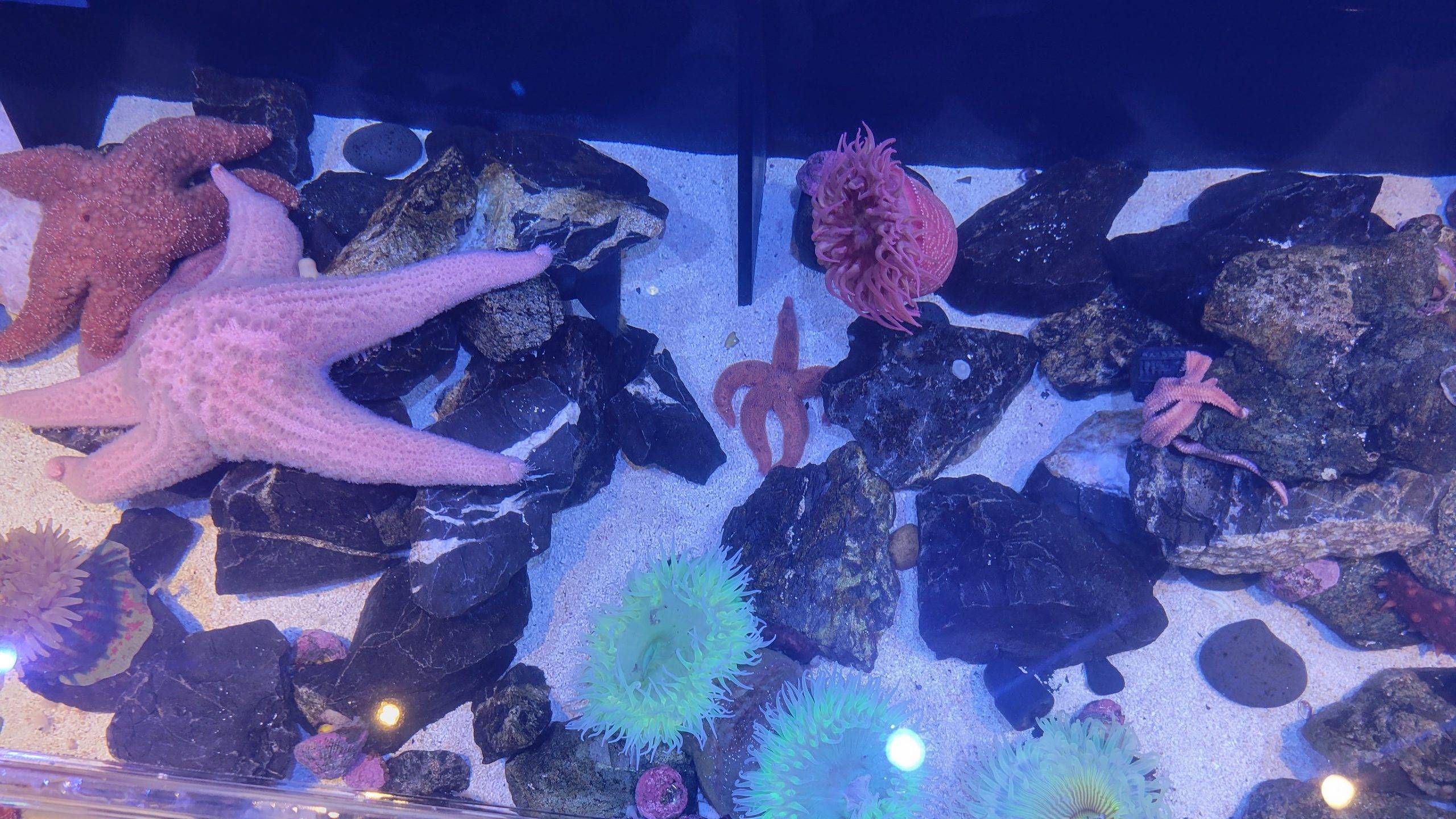 Assortment of starfish and anemones in a touch pool at the Florida Aquarium