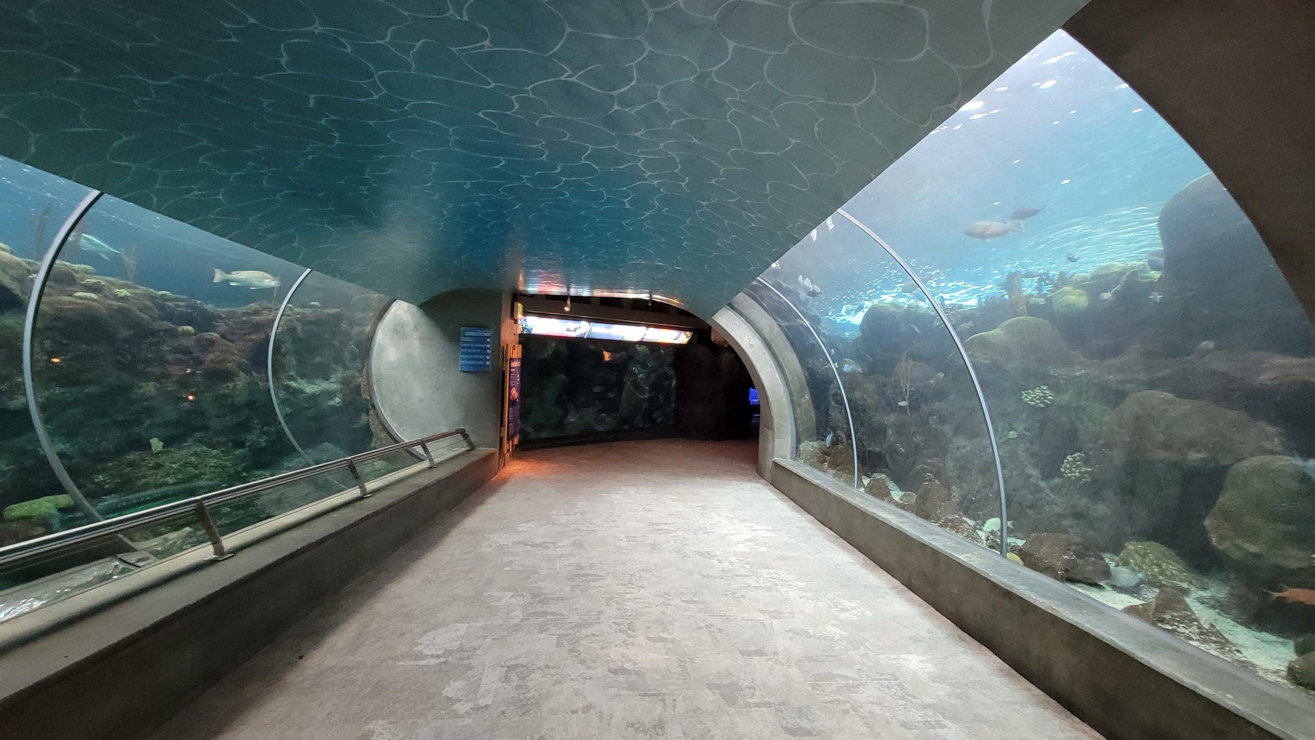 Aquarium tunnel at the florida aquarium
