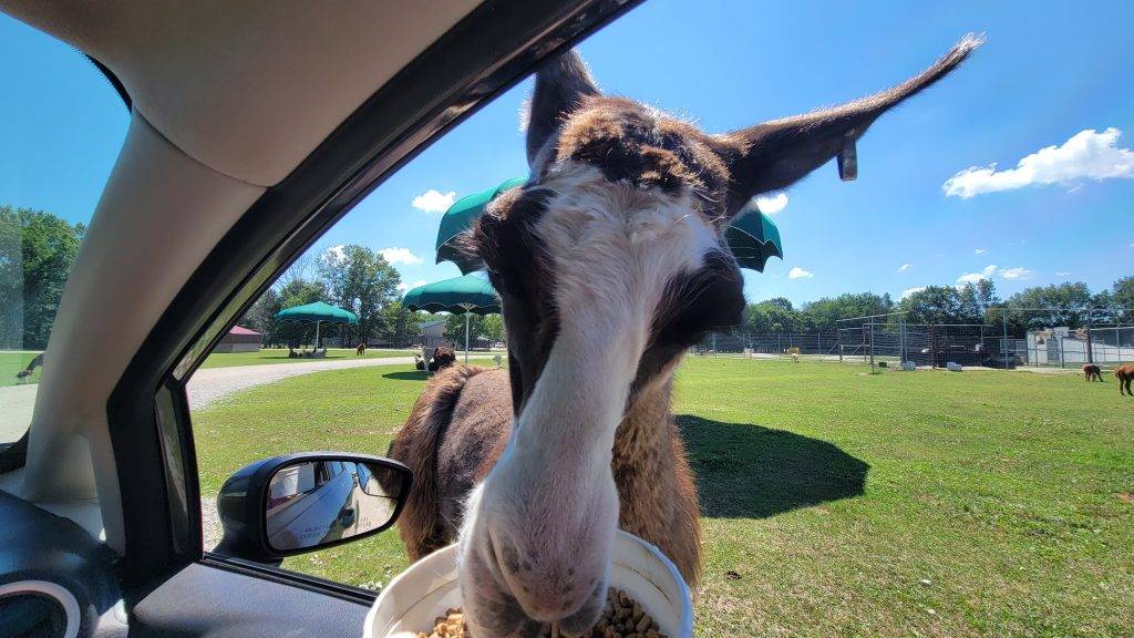 llama eating out of a feed bucket at a drive-thru safari