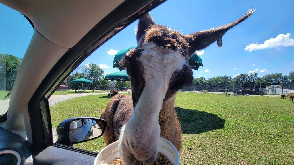 llama eating out of a feed bucket at a drive-thru safari