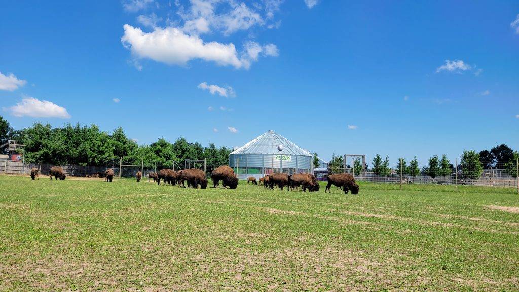bison grazing in an enclosure with blue sky in the background