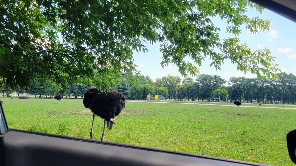 Ostrich approaching a vehicle at a drive-thru safari