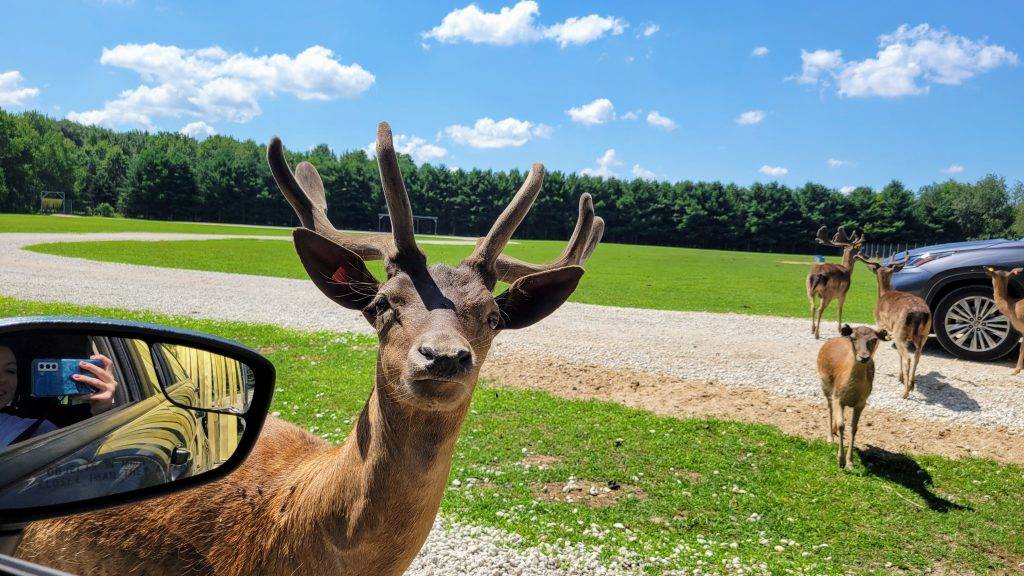 Deer at the Site 57 Safari