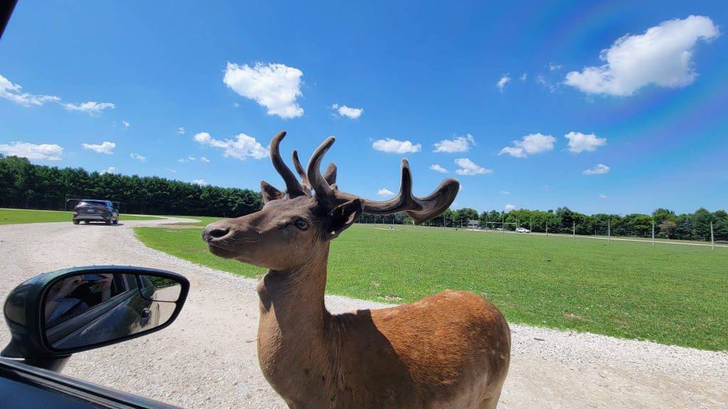 deer with antlers next to a car with blue sky and green grass in background. drive-thru safari