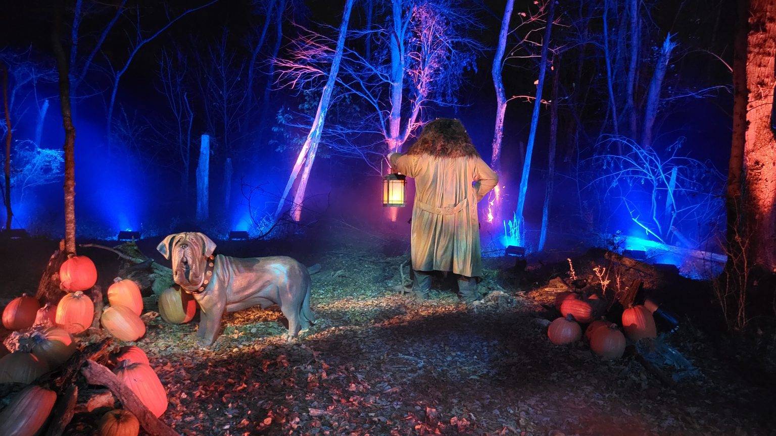 First Look at Harry Potter: A Forbidden Forest Experience