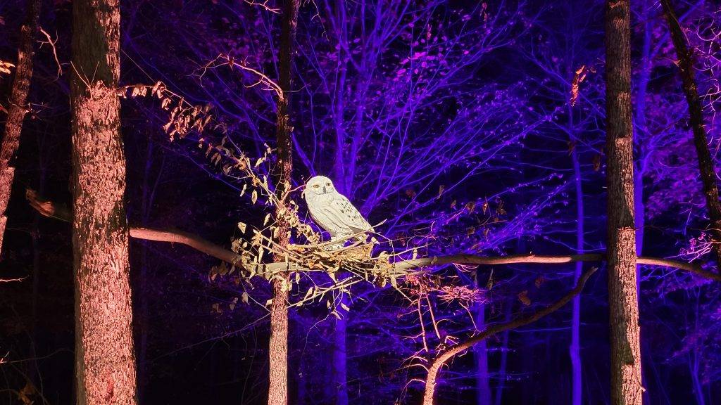 Owl in the forbidden forest