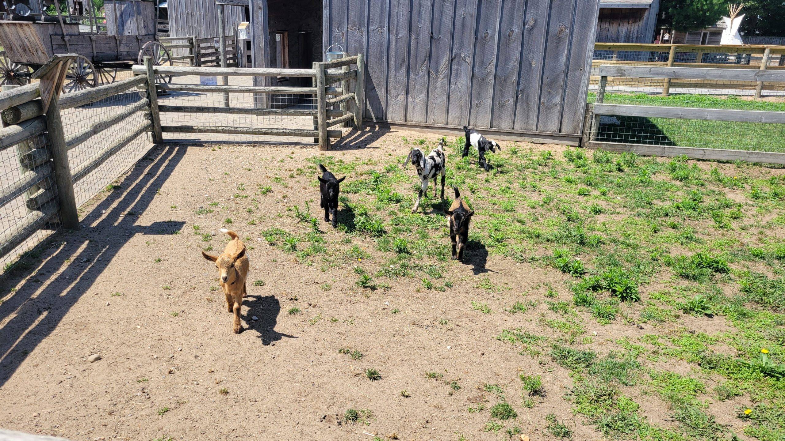 baby goats at Deer Tracks Junction