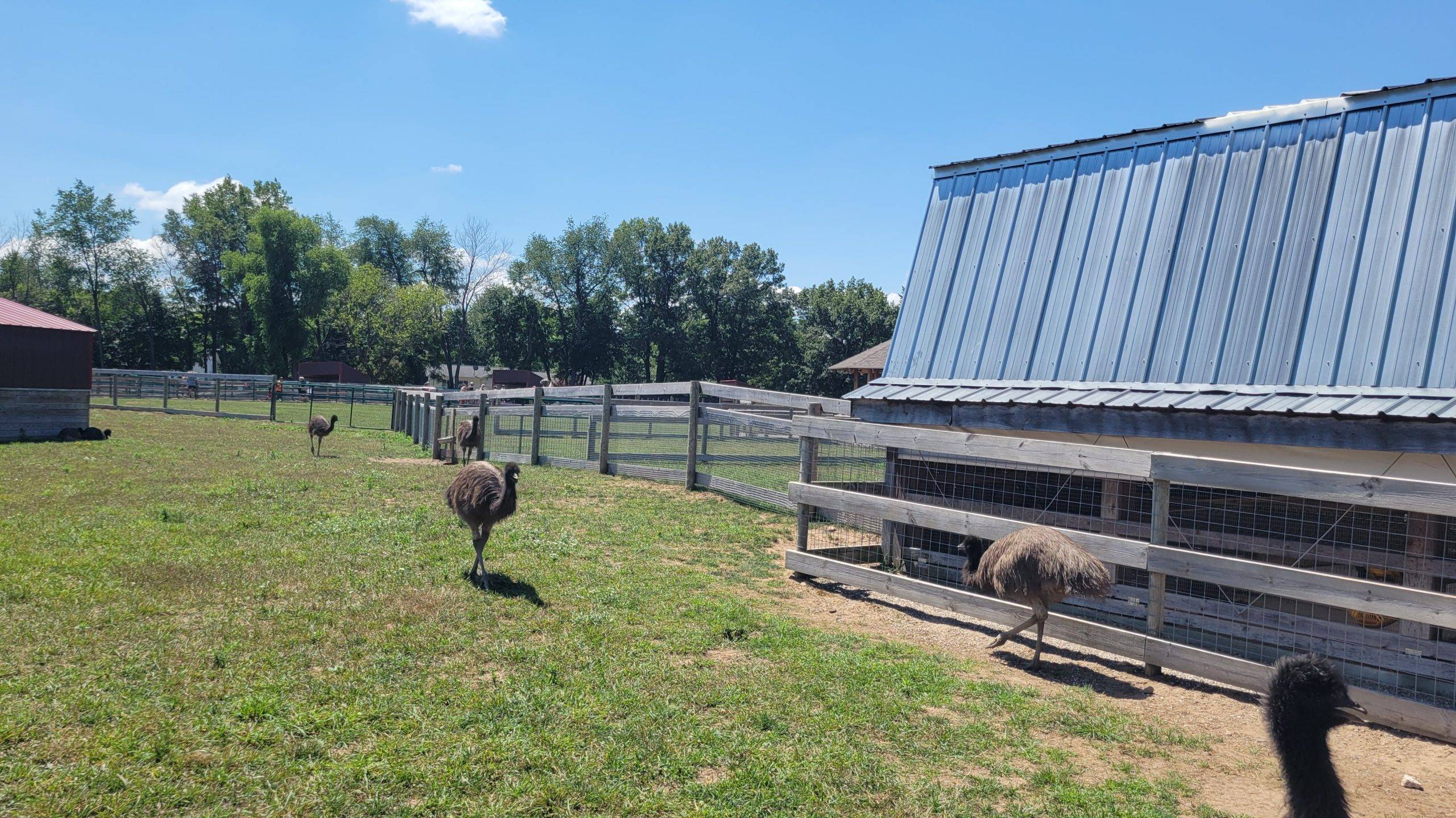 emus at deer tracks junction, MI