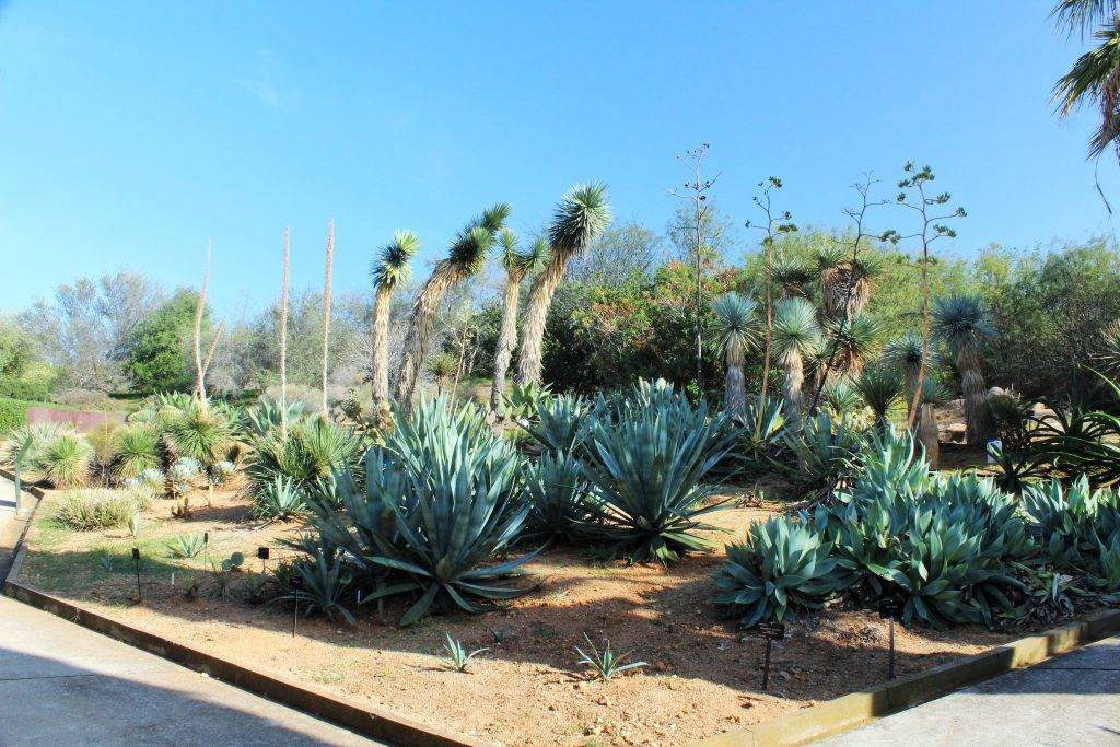 Barcelona Botanical Garden plants