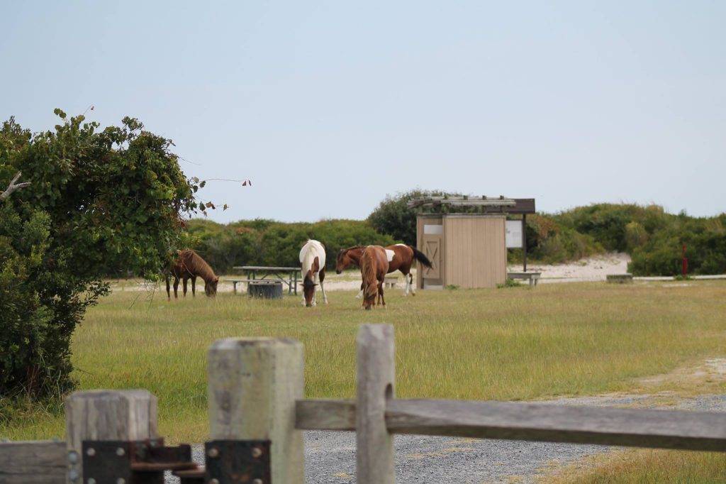 Wild ponies grazing on Assateague Island
