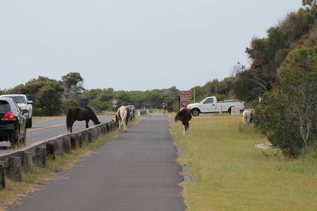 Wild ponies roaming next to a sidewalk and road with cars