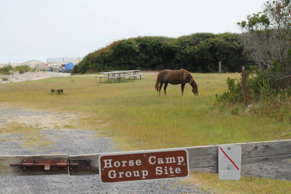 wild horse grazing at a campsite with a beach and tents in the background