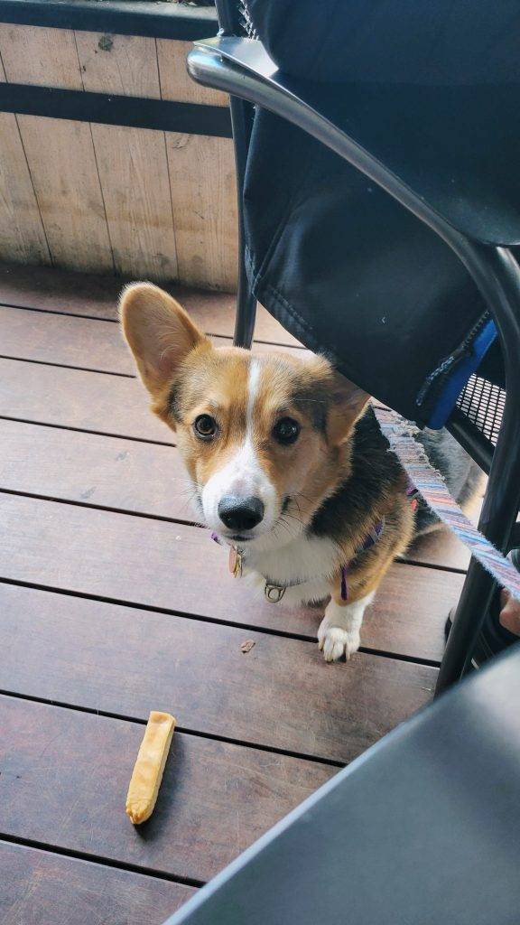 corgi on a patio hiding underneath a chair