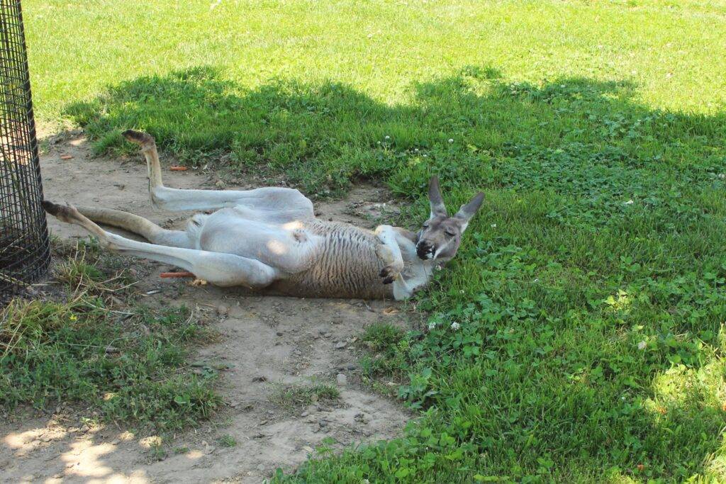 Kangaroo at Boulder Ridge Wild Animal Park