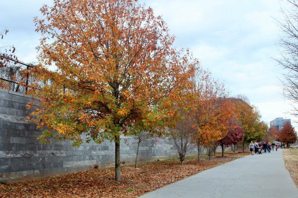 trees with fall leaves on the Atlanta Beltline