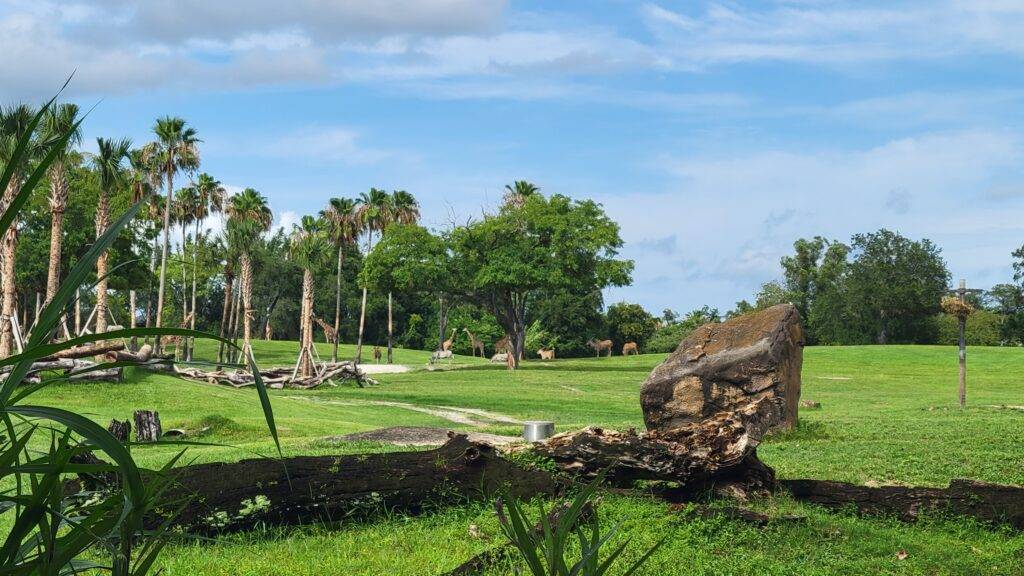 Safari animals grazing at Busch Gardens Tampa in a large green field