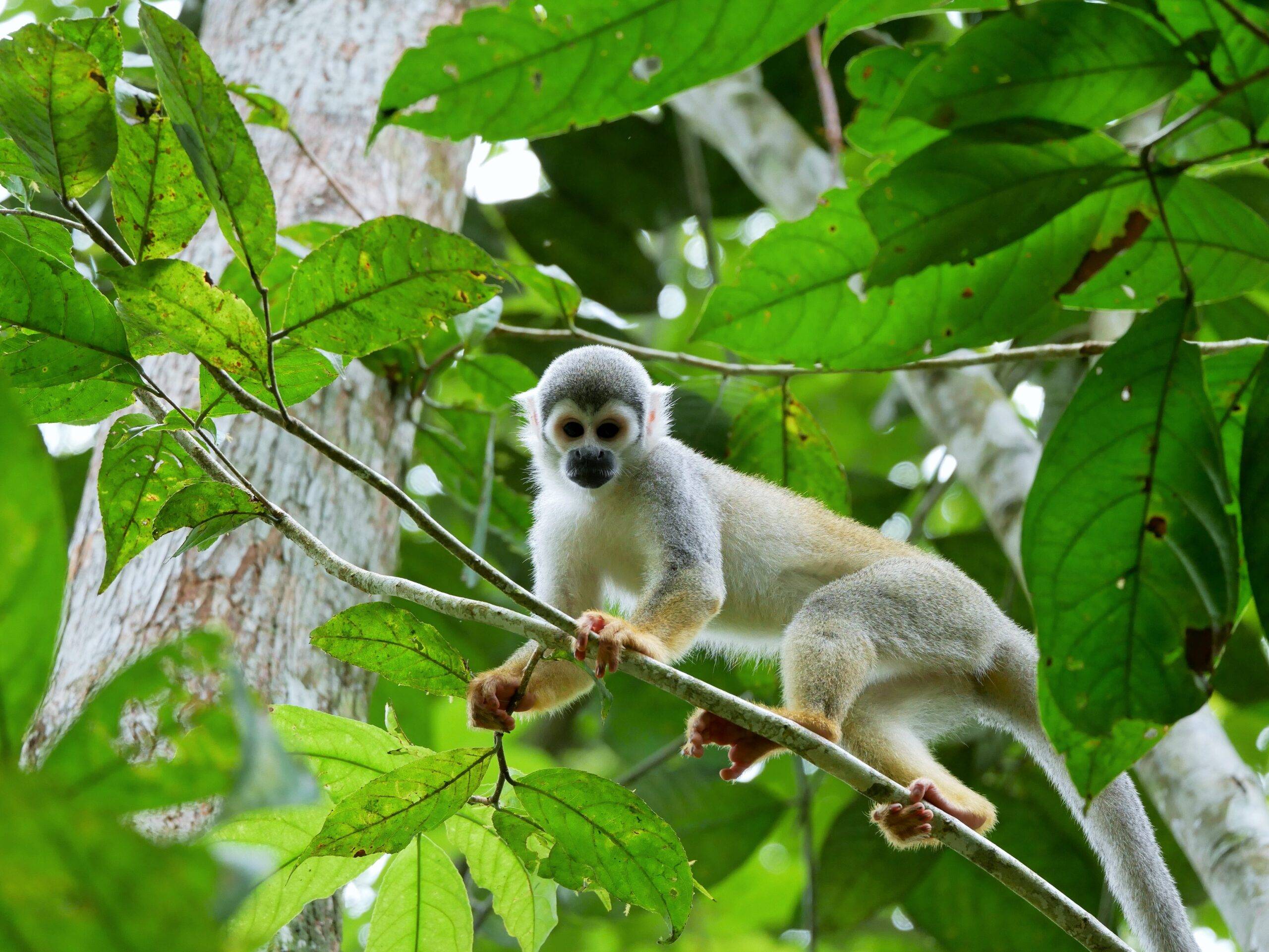 Tours of the  Rainforest: Best destinations - Exoticca Blog