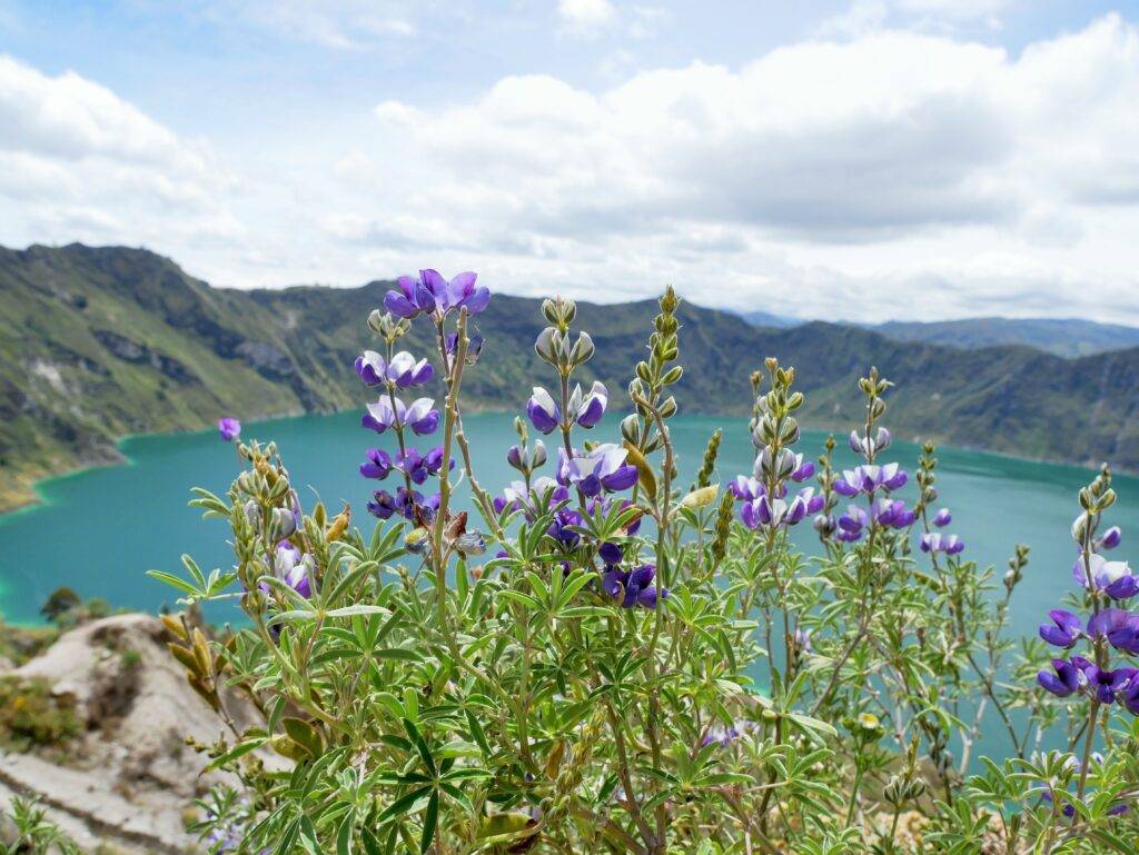 Purple flowers in the foreground with Quilotoa Crater Lake in the back