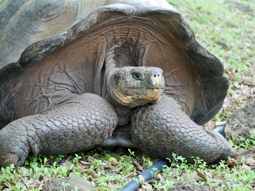 Giant Tortoise in the Galapagos Islands
