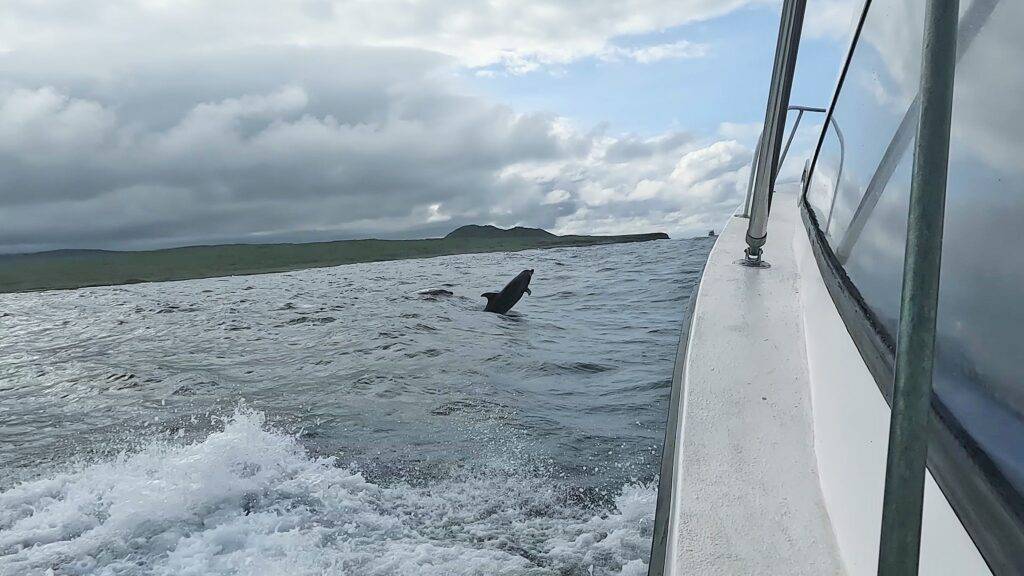 Galapagos Eco Fishing 360 Snorkel Tour boat near dolphins