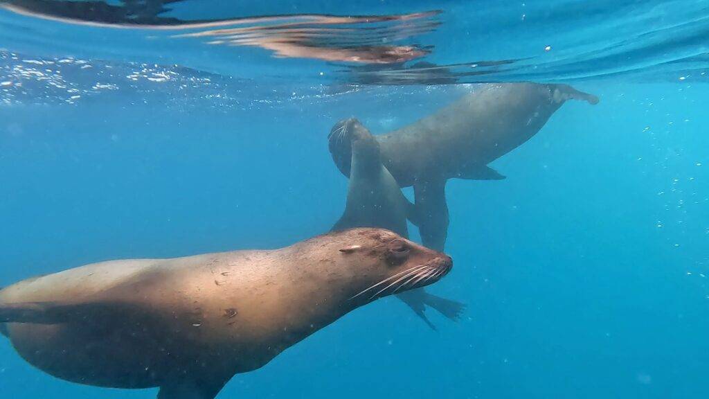 sea lions swimming in the Galapagos Islands