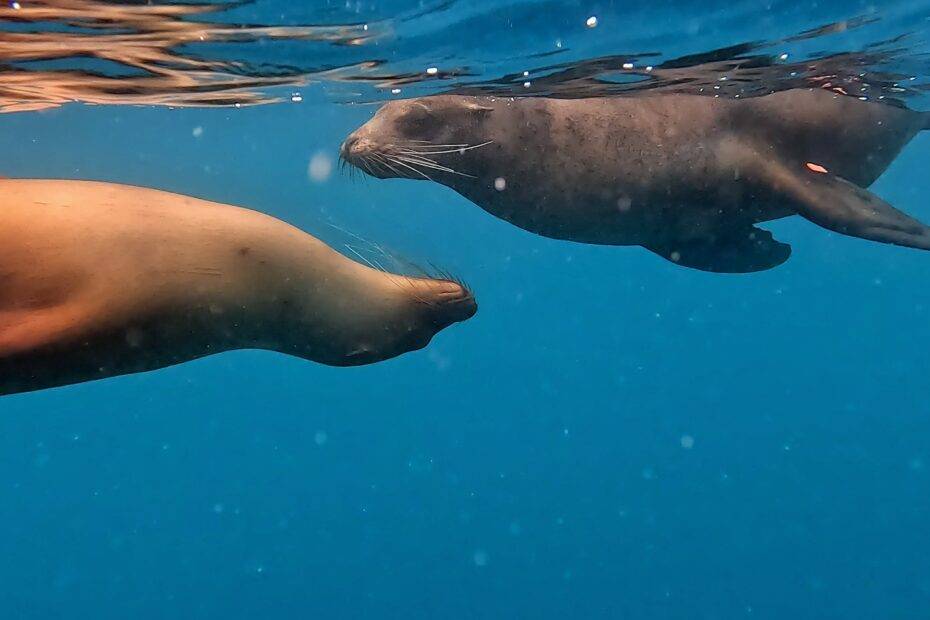 sea lions at kicker rock on a 360 snorkeling tour