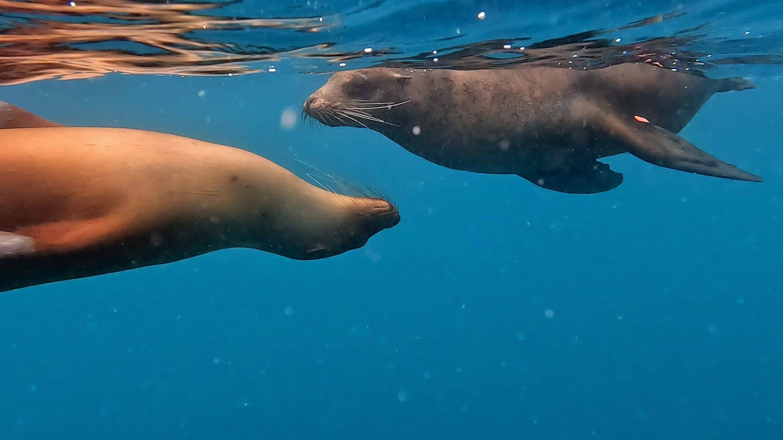 sea lions at kicker rock on a 360 snorkeling tour