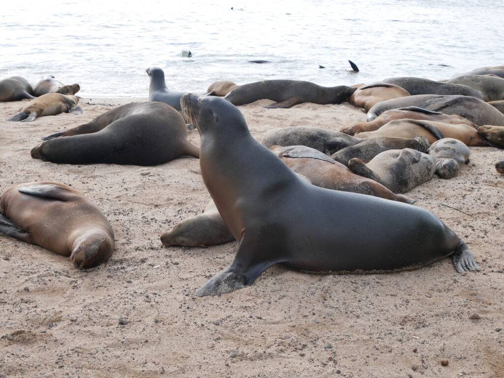 sea lions sunning themselves on a beach in the Galapagos