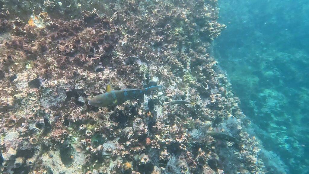 Blue chin parrotfish at Kicker Rock. 360 snorkeling tour