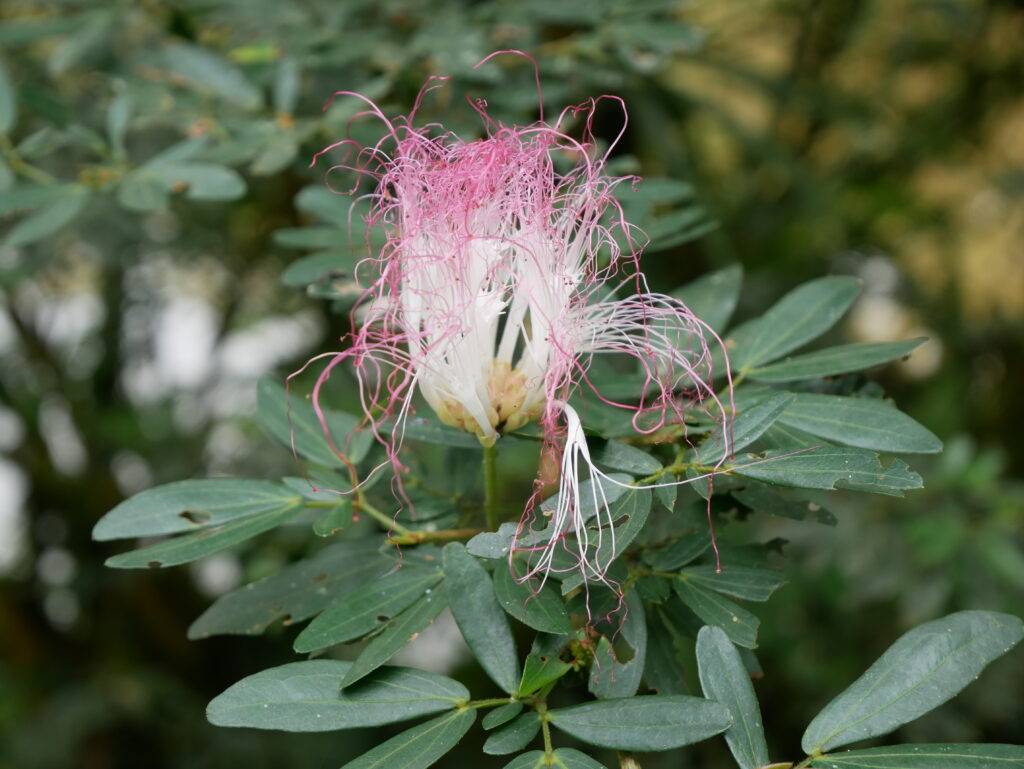 Tropical pink flower with green leaves