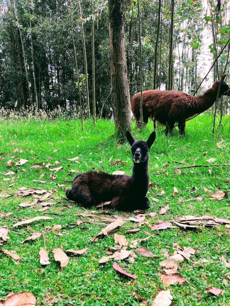 two llamas in a grassy area next to a tree