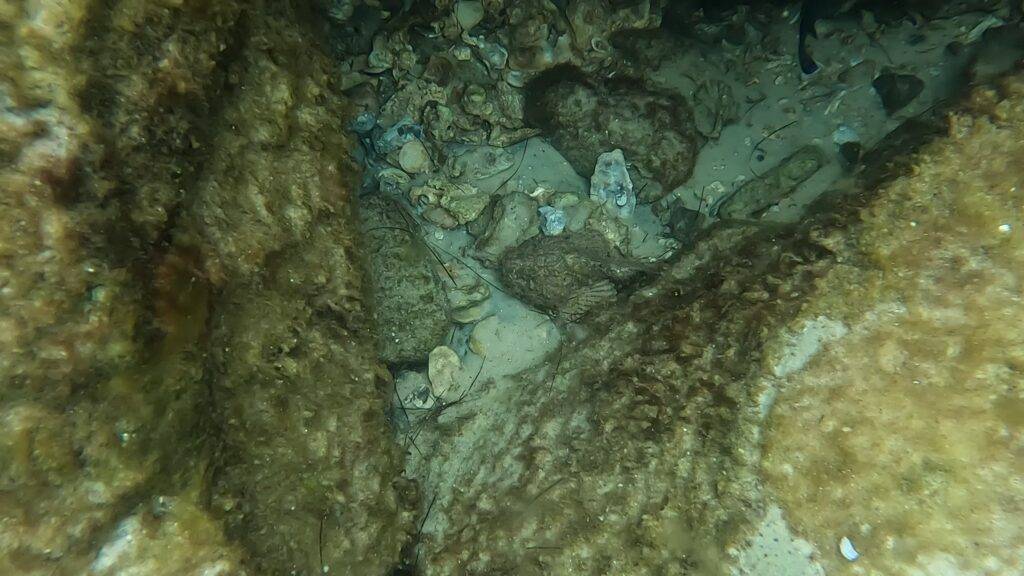 stonefish in the rocks