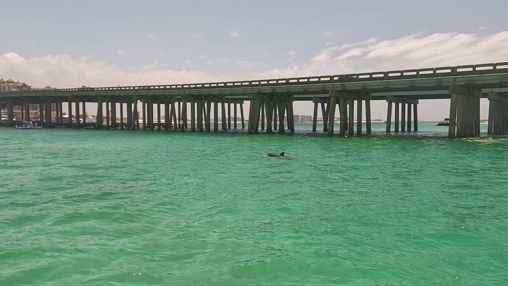 Dolphin near the Destin Bridge