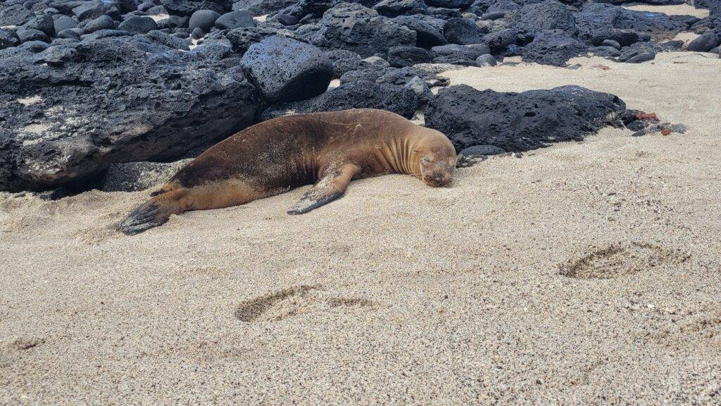 Sea lion resting at La Loberia on San Cristobal