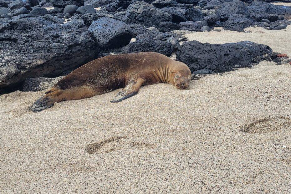 Sea lion resting at La Loberia on San Cristobal