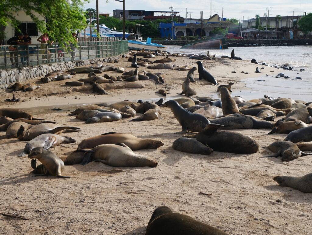 Sea lions on Playa de los lobos