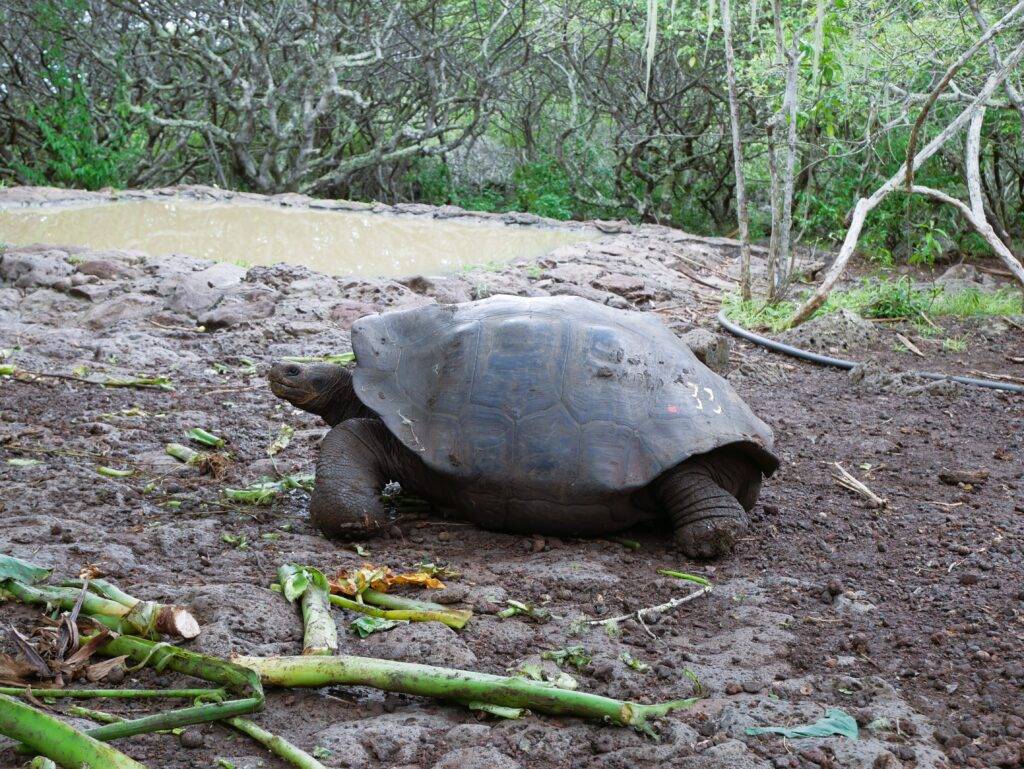 Giant Galapagos Tortoise
