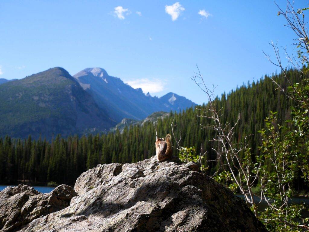 Chipmunk enjoying the views of Bear Lake