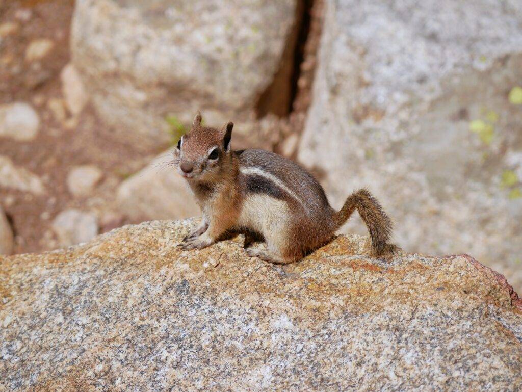 friendly chipmunk in Rocky mountain national park