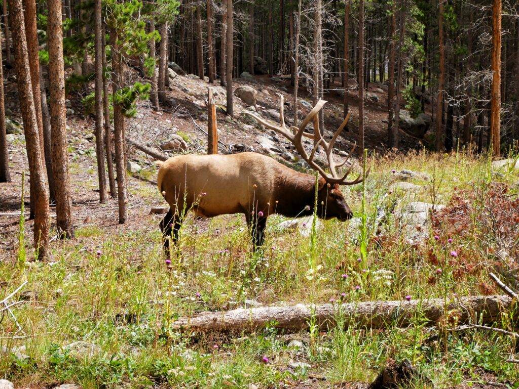 Large male elk grazing in a field with forest in the background