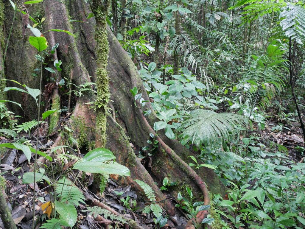 large tree in the Amazon Rainforest