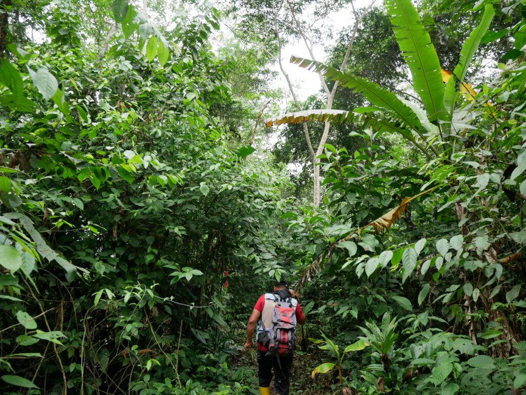 Guide from Suchipakari Jungle Lodge guiding a tour