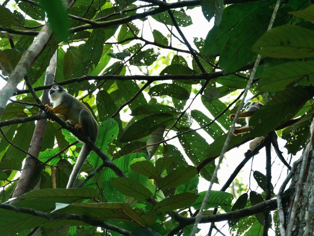 Wild monkeys on a Suchipakari tour