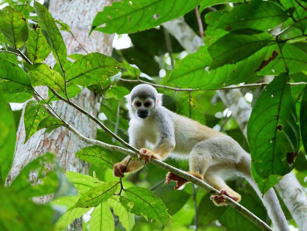 Wild monkey in the Amazon Rainforest